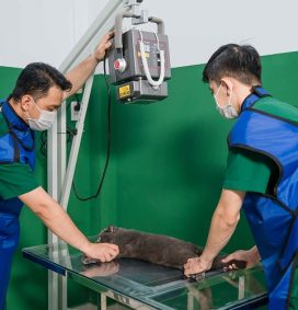 kiểm tra sức khỏe cho thú cưng