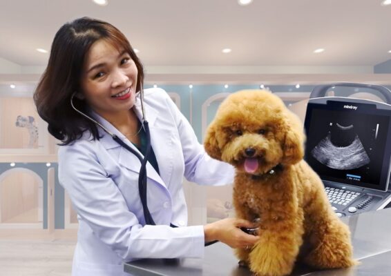 khám chữa bệnh cho chó mèo