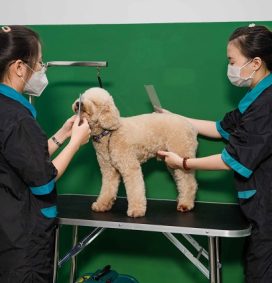 Dịch vụ Spa Grooming cho thú cưng