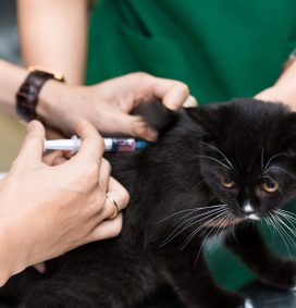 tiêm vaccine cho chó mèo