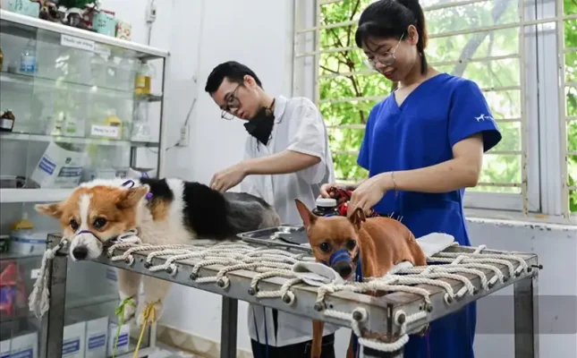 khám sức khỏe thú y