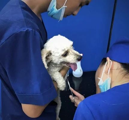 khám sức khỏe thú cưng