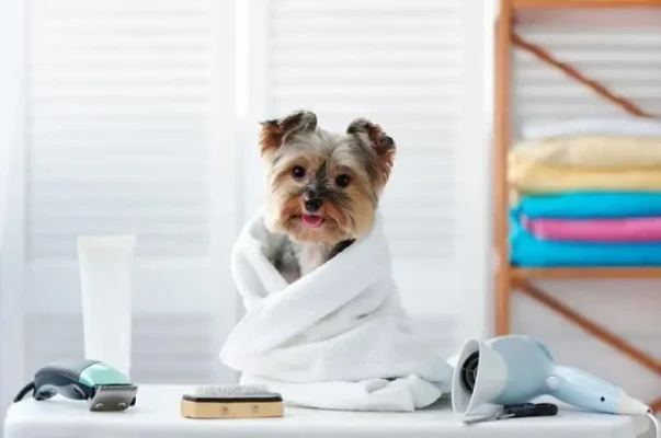 Dịch vụ Spa Grooming cho thú cưng