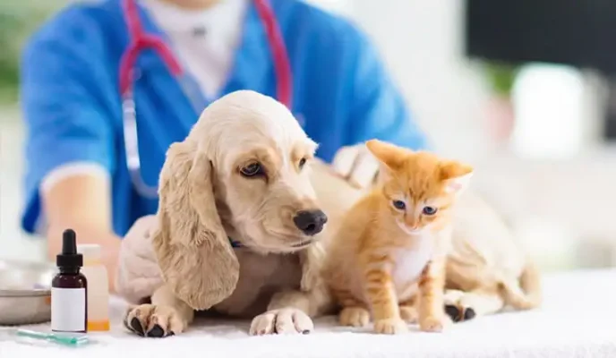 Khám điều trị thú y tại nhà