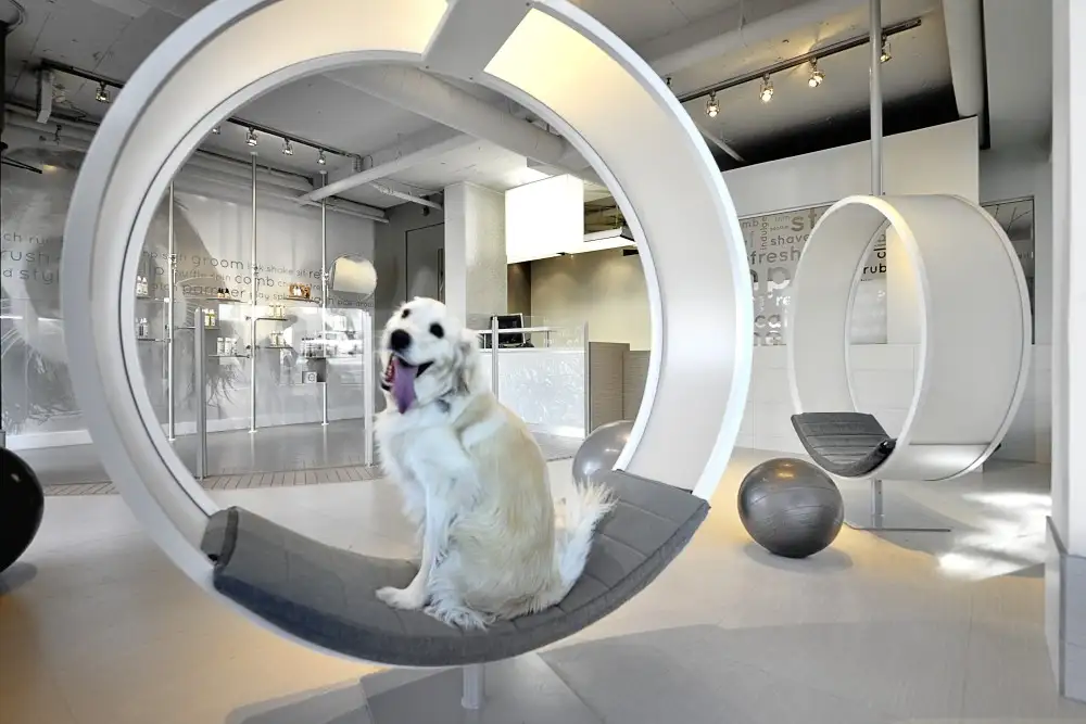 Dịch vụ Spa Grooming cho thú cưng