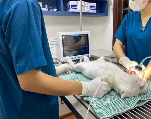 Cấp cứu chó mèo 24/24 tại TPHCM