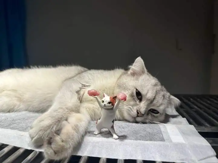 triệt sản chó mèo tận nhà