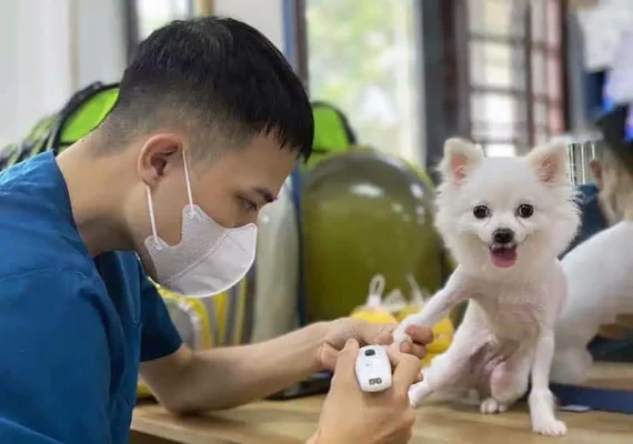 Dịch vụ Spa Grooming cho thú cưng