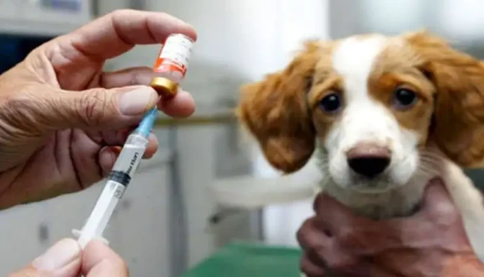 Tiêm phòng vaccine cho chó mèo