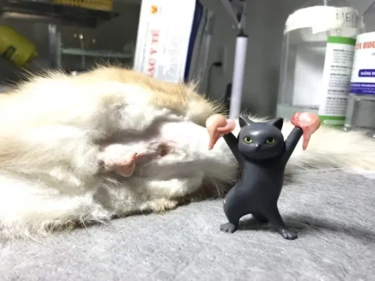 triệt sản chó mèo