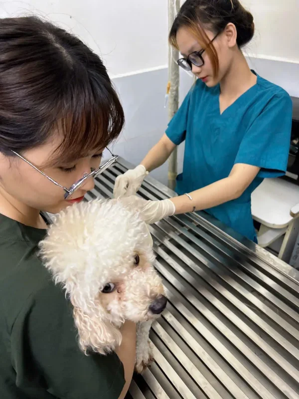 khám chữa bệnh cho chó mèo