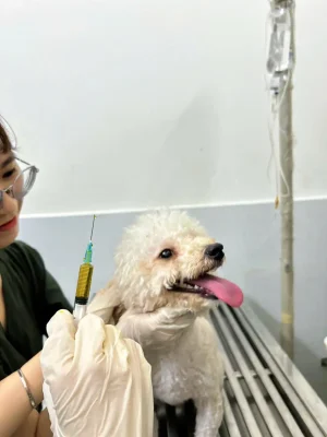 tiêm vaccine cho chó mèo