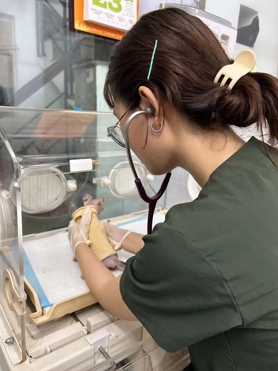 khám sức khỏe cho chó mèo