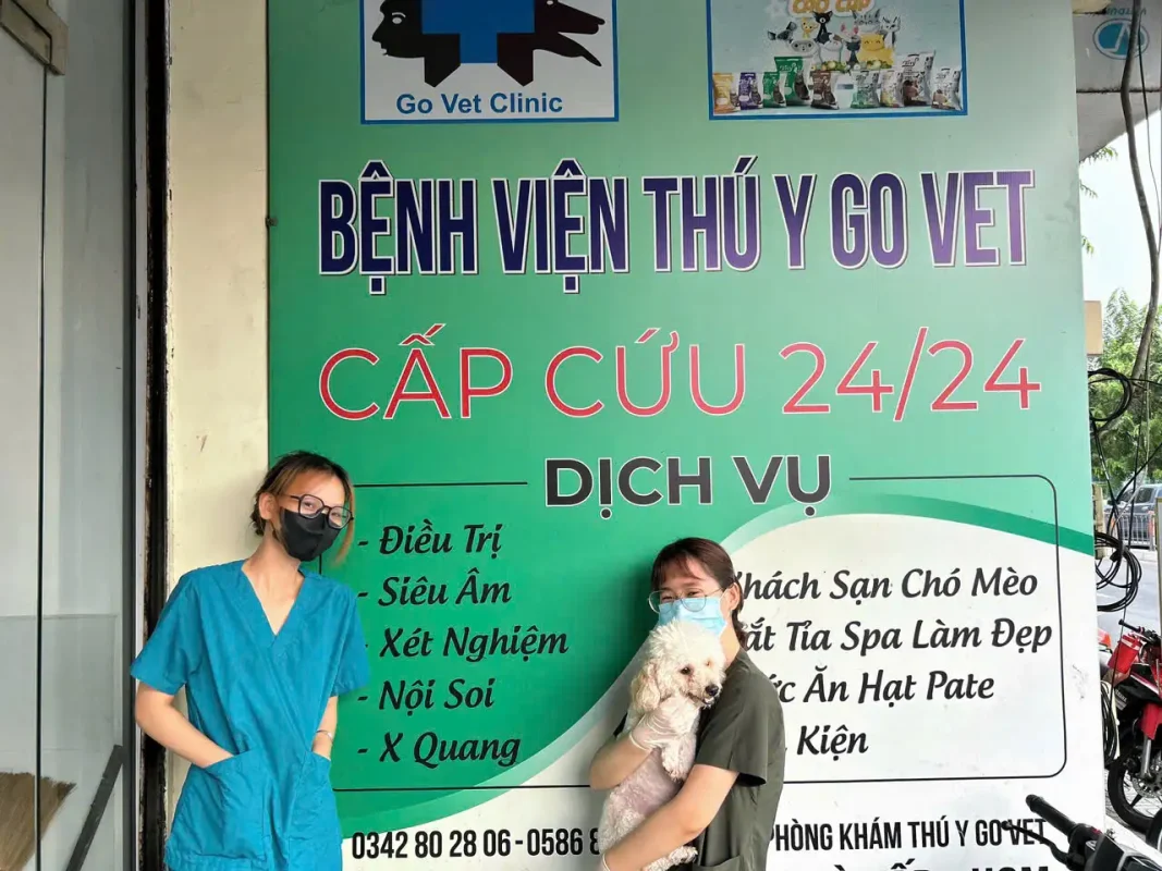 cấp cứu thú y 24/24
