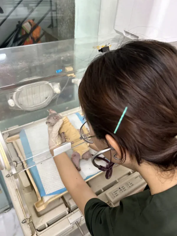 khám chữa bệnh cho chó mèo