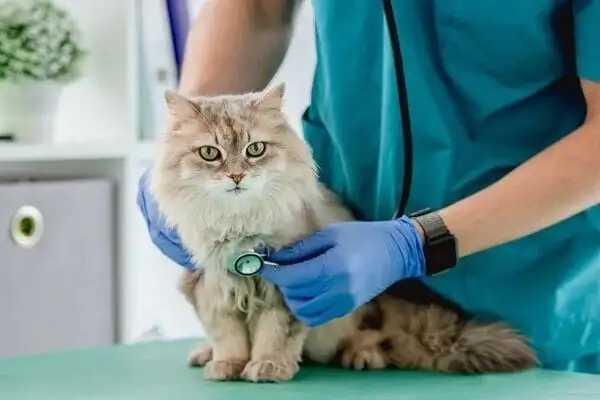 điều trị bệnh cho chó mèo