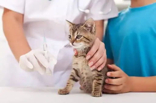 khám điều trị thú y tại nhà
