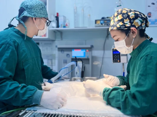khám sức khỏe cho chó mèo
