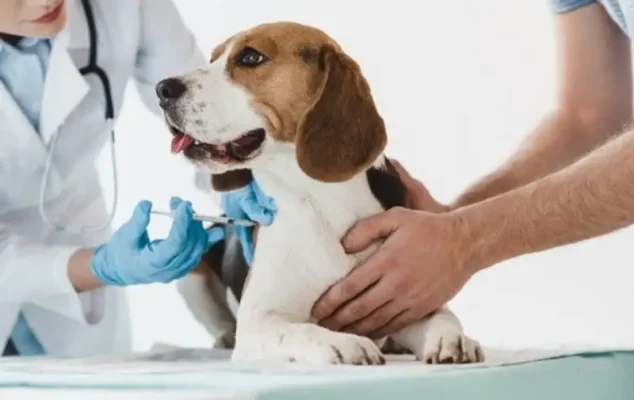 tiêm vaccine cho chó mèo