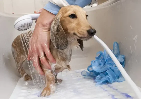 Dịch vụ Spa Grooming cho thú cưng