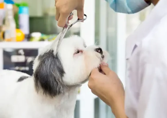 Dịch vụ Spa Grooming cho thú cưng