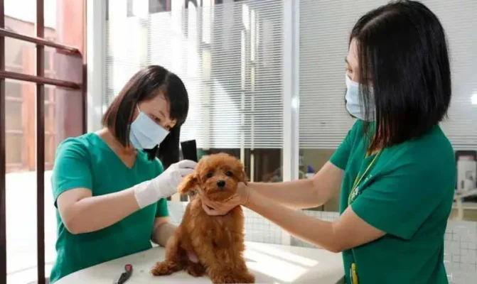 Dịch vụ Spa Grooming cho thú cưng