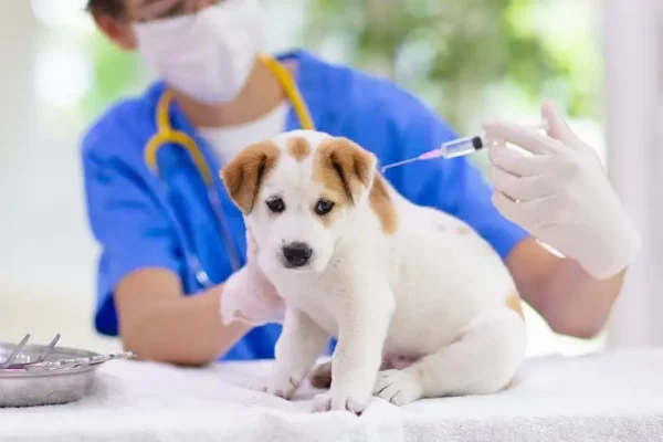 tiêm vaccine cho chó mèo
