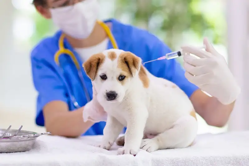 tiêm vaccine cho chó mèo
