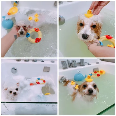 Dịch vụ spa cho chó mèo