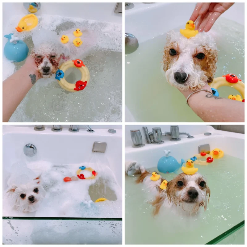 Dịch vụ spa cho chó mèo