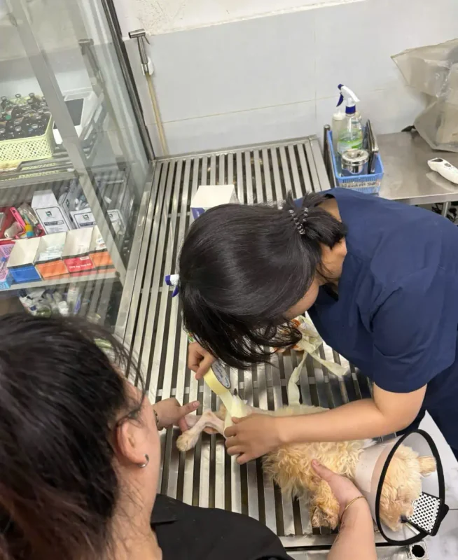 phẫu thuật chỉnh hình thú cưng