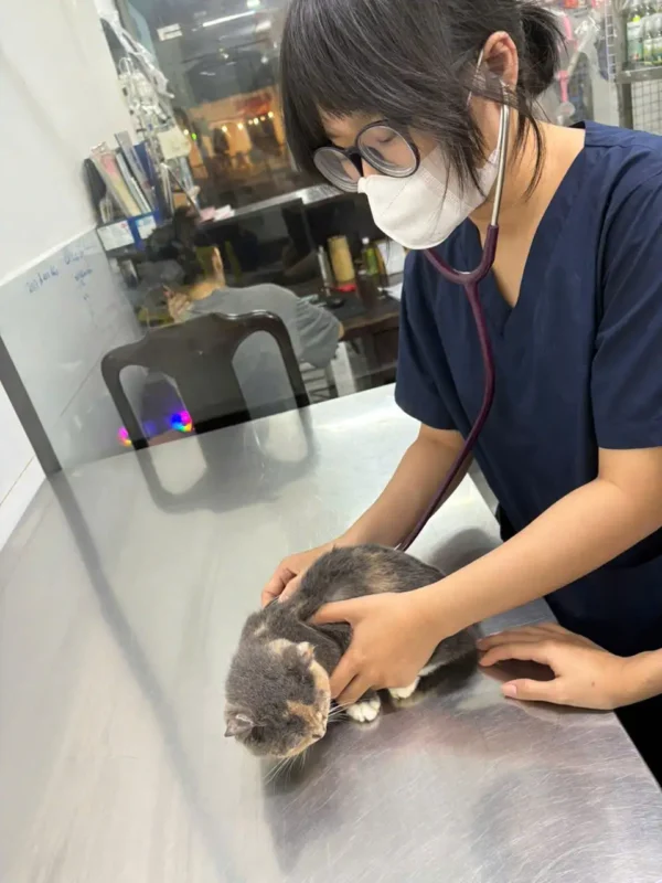 khám chữa bệnh cho chó mèo