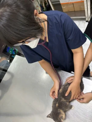 khám thú y tại nhà