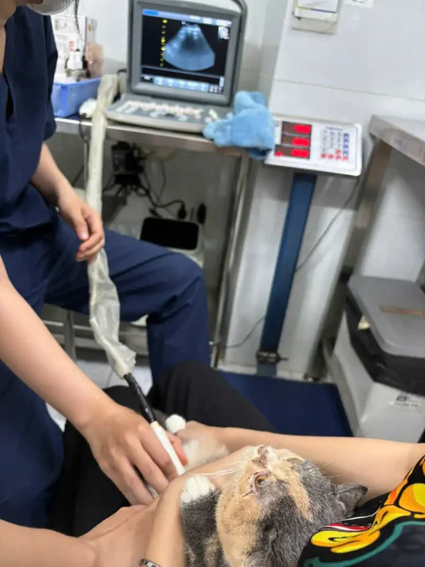 khám chữa bệnh cho chó mèo