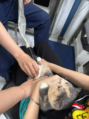 khám bệnh cho chó mèo