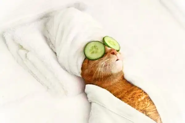 Dịch vụ spa cho mèo