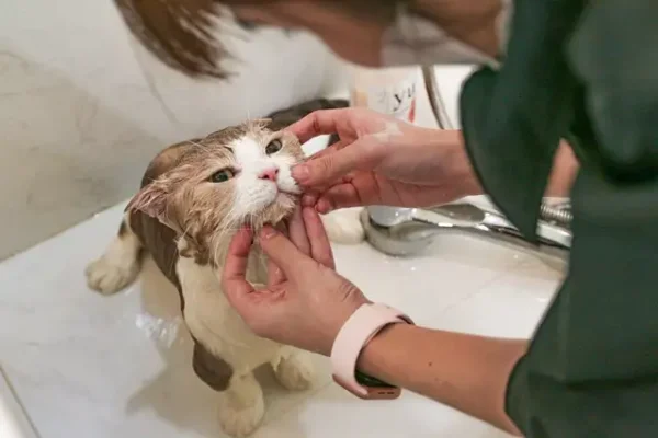 Dịch vụ spa cho mèo